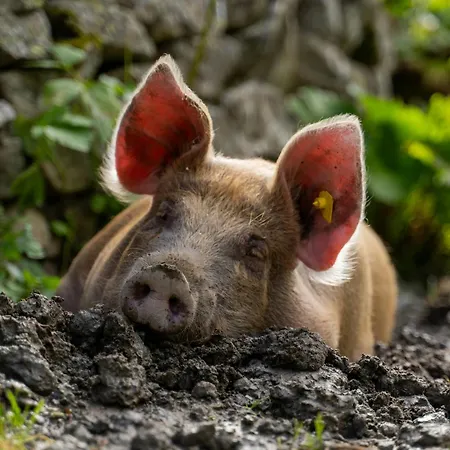 Hotel Gut Sonnberghof Mittersill